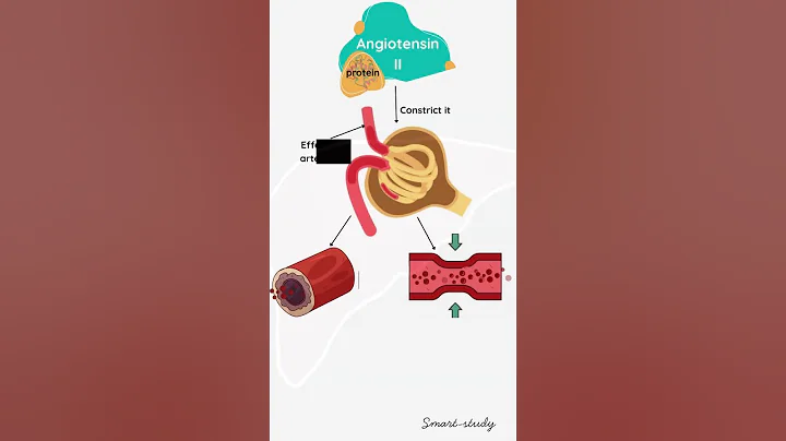 renin angiotensin aldosterone system and it's function in our body.. #renin #aldosterone