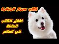 كلب سبيتز الياباني بفروه الأبيض النقي والتفاعل مع الناس Japanese Spitz Dog 