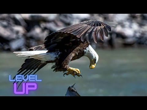 Beautiful bird of prey in the World | Bird vs Fish | Egale Attack #WildAnimals | Animals Zone