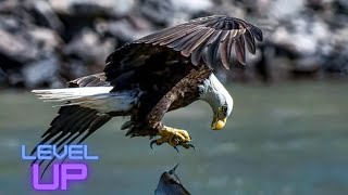Beautiful bird of prey in the World | Bird vs Fish | Egale Attack #WildAnimals | Animals Zone screenshot 4