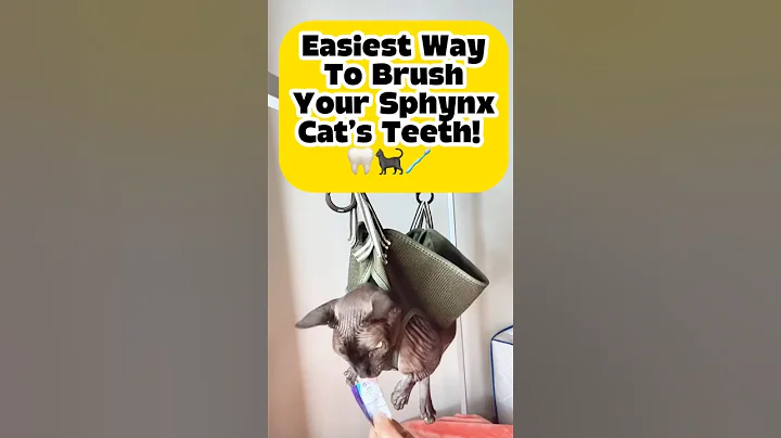 Video 11821001: sphynx cat grooming