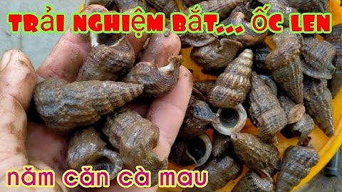 Bắt ốc len "rừng ngập mặn" Năm Căn Cà Mau