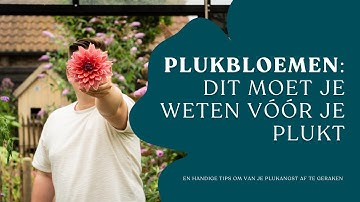 Dit moet je weten vóór je dahlia’s en andere plukbloemen plukt I Angelo Dorny