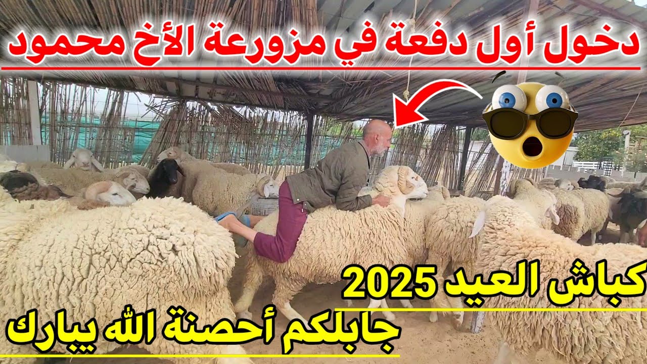 🔴 عاجل : دخول أول دفعة في مزورعة الأخ محمود الخاصة بي  كباش عيد الأضحى 2025 . كي العادة الهدرة ميزان