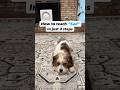 How to teach the adorable “sad” pose in just 3 steps! #dogtraining #dogtricks #dogtrick #cutedogs