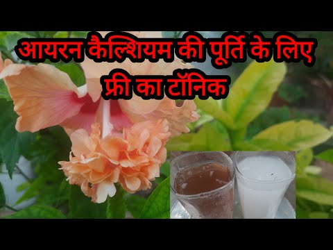 बरसात के बाद पत्तियों के पीला होने का कारण, लक्षण,उपचार || फ्री का टॉनिक से हरा भरा बनाएं ||