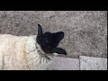 Talking with fluffy sheep