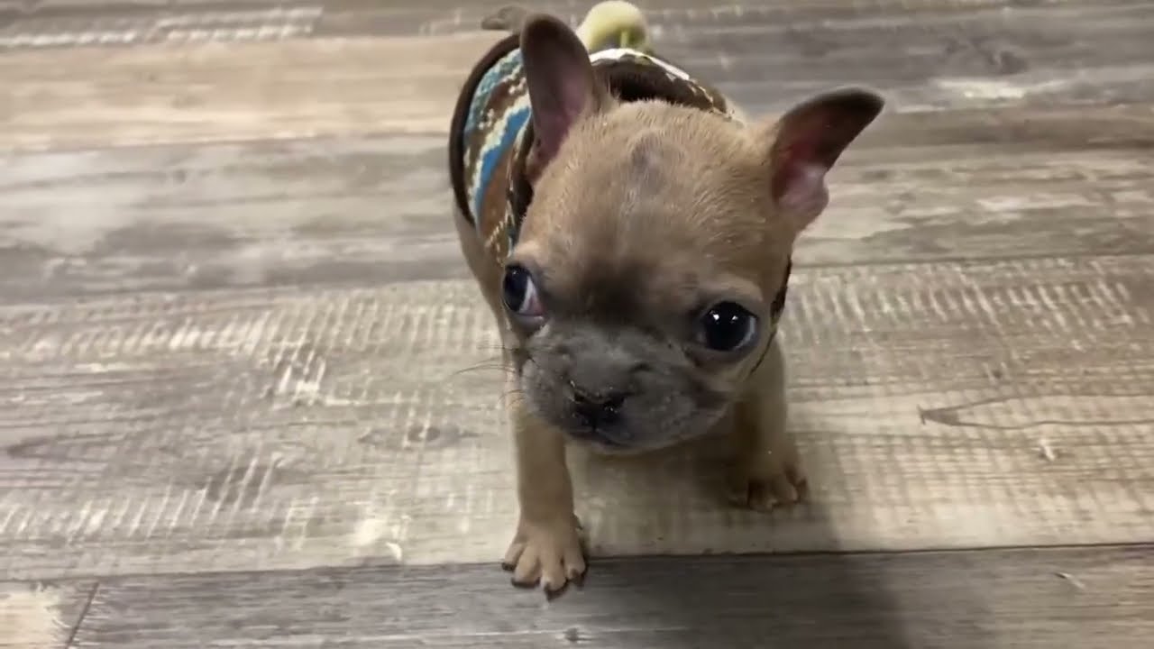 Tiny Frenchie can talks "I love you, mom". Adorable puppy with skillful dance moves