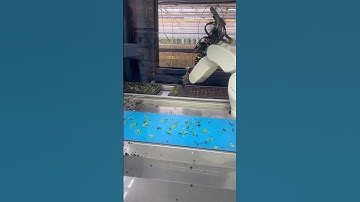 Fully automated robot planting cuttings #fy #robot #automatedsystem #plantingseason #plants