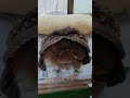 ベンガルワシミミズク怒りの後ろ姿 ベンガルワシミミズク怒りの後ろ姿