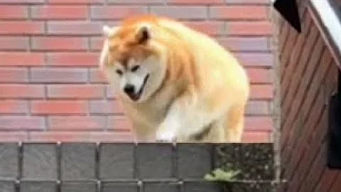 BIG Boye