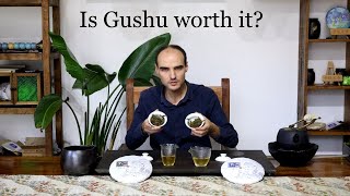 How much better does Pu-erh Gushu taste?