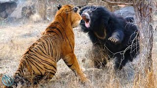 SLOTH BEAR ─ World&#39;s Deadliest Bear! Sloth Bear vs Tigers and Humans