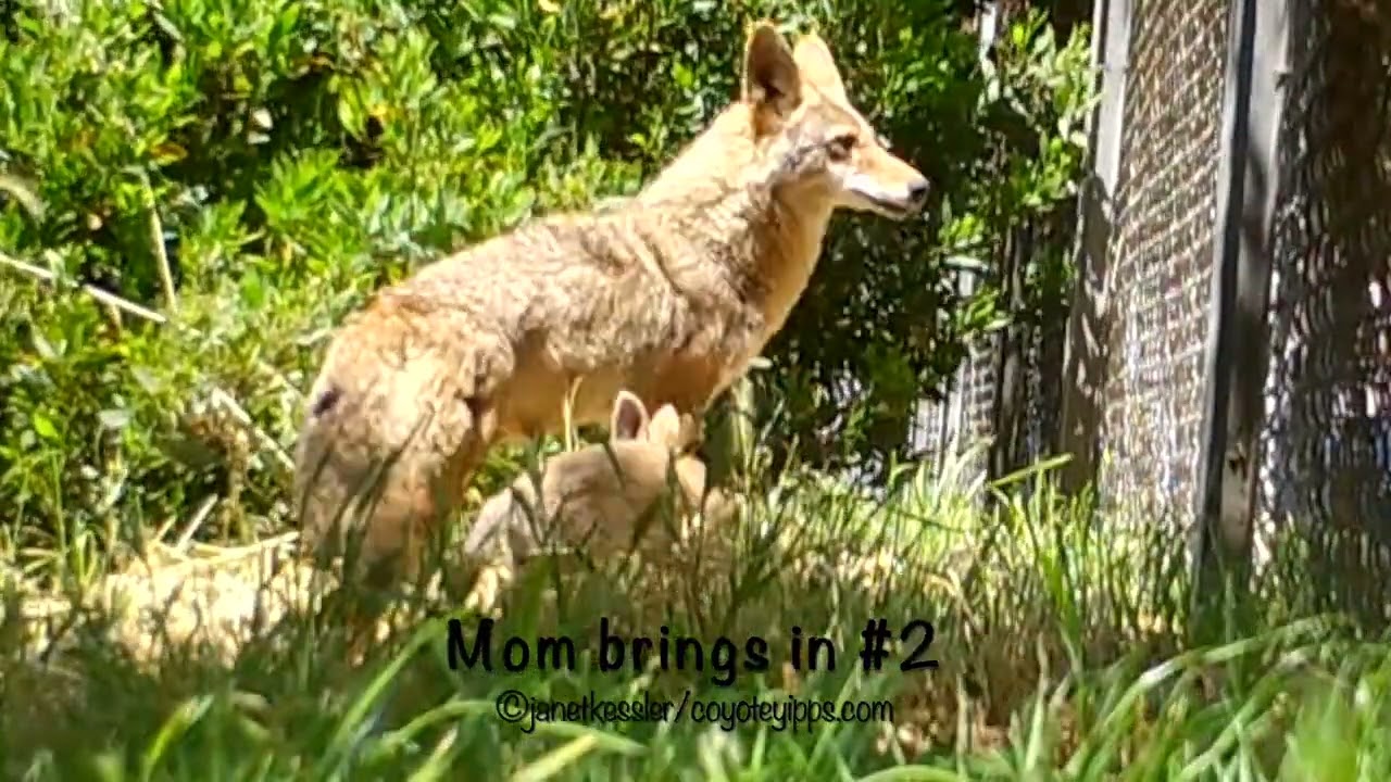 Fostering coexistence with San Francisco's urban coyotes