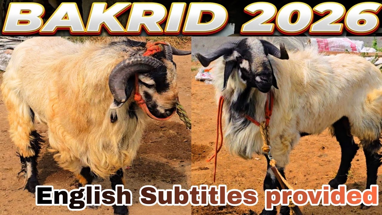 BAKRID 2026 | Biggest BAKRA Farms | Balaji Sheep Farm | #9600297142 | # ...