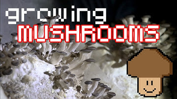 Growing mushrooms in shipping containers!