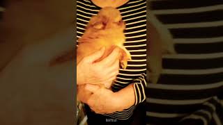 Tiny Chihuahua Puppy Arlo Home From Surgery ? #shorts #youtubeshorts #castration