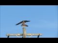 Red-Tailed Hawks perfect high voltage mating  (Tsunami speakers hawks)