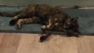 18 YEAR OLD Tortie Maggie cat is a bed thief My girls love basking in the hot spot 🔥 by Maggies Houz 580 views 4 months ago 1 minute, 20 seconds