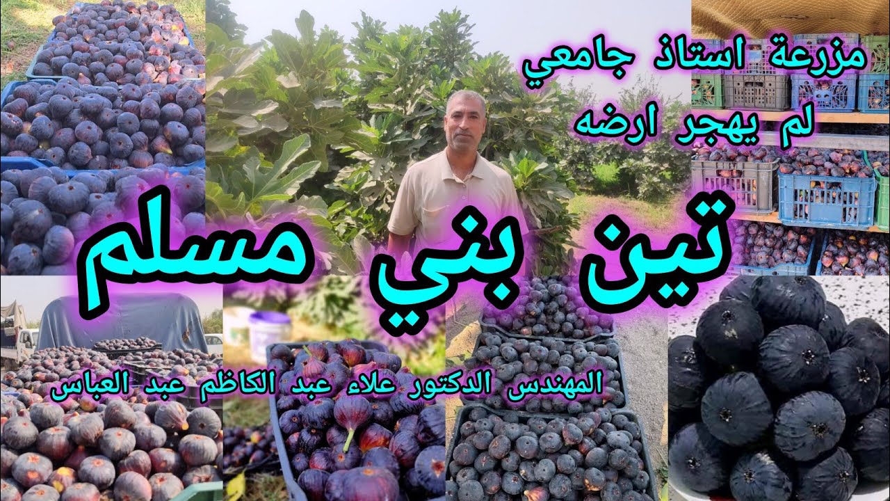 استاذ جامعي في جامعة القاسم الخضراء لم يهجر ارضه ولديه مزرعة تين بني مسلم  الدكتور علاء عبد الكاظم