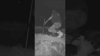 Pakistani rangers (border guards) using mortars to shell Indian forward positions