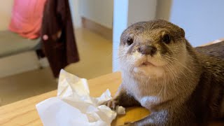 otter whose prank of stealing tissues has been completely exposed