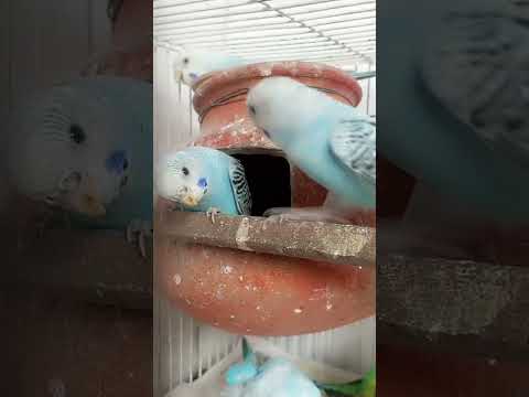 They're so naughty😂#birds #lovebirds #funny #shorts #shortsfeed #trending #viral