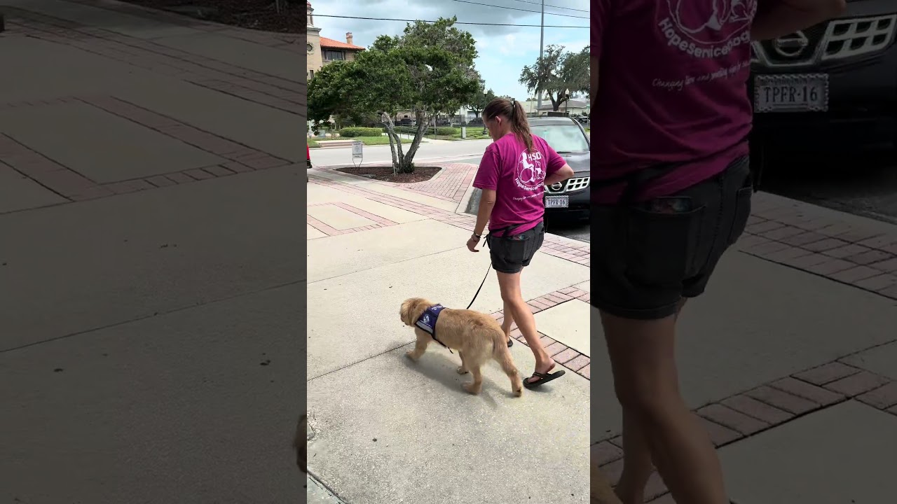 Sydney service dog public access training - new restaurant