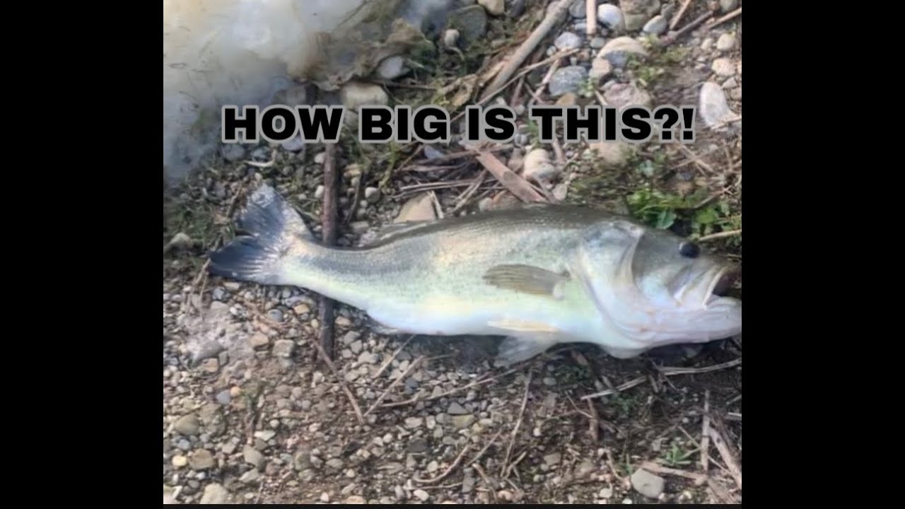 HUGE BASS Orangeville fishing