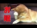 豆柴丸子 カメラが気になって眠れない柴犬 I'm sleepy!
