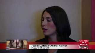 New York Puppy Mills