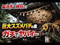 【スズメバチ駆除】神社の高所に潜む巨大キイロスズメバチ！プロの技術で完全制圧【長浜市】滋賀のハチ駆除「ジェイ・ワークス」