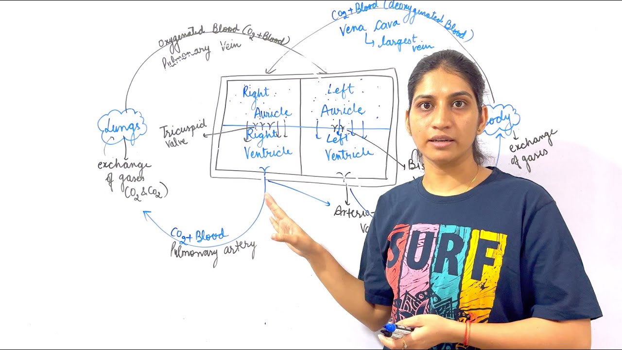 Working Of Human Heart | Life Processes | Blood Circulatory System | Class 10 Science | CBSE | ICSE