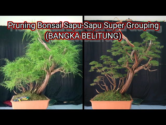 part 2 pruning bahan bonsai sapu-sapu grouping super (BANGKA BELITUNG) class=