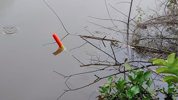 Câu Cá Rô Đồng , Thả Mồi Gần Bụi Chà Giật Được Mớ Rô Mề Đen Thui