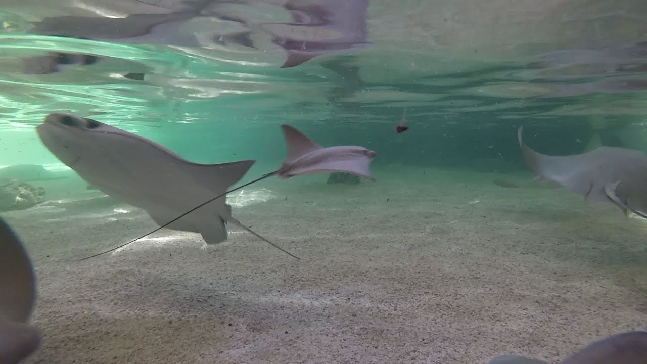 Mercy Kids and Saint Louis Zoo Stingrays - YouTube