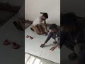 floor tile installation 💪 vibreter mashine ,6×4 tile #tiles #construction #ytshorts #virl