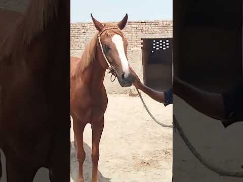 Anglo Arab Mare