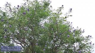 May22 - Vitex Tree, Vitex Agnus Castus. Active With Bees