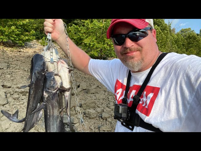 How To catch Catfish by using Perch as Cut Bait 