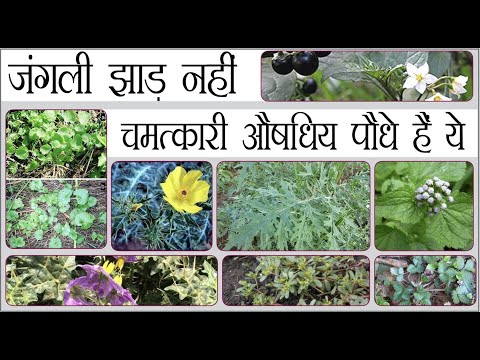 जंगली झाड़ नहीं, चमत्कारी औषधिय पौधे हैं ये ।। आइए पहचानें आयुर्वेद का खजाना || Medicinal herbs