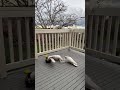 The Bird Joke #bird #video #funny #joke 😂 #birds