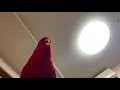 Red birb just laughs