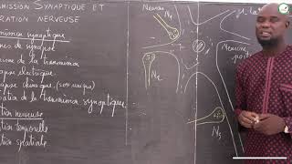 Cours - Terminale S - Svt La Transmission Synaptique Et Lintégration Nerveuse M. Gnasse