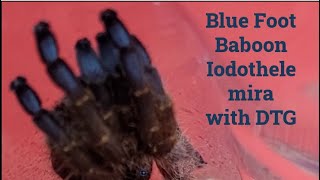 Blue Foot Baboon, Iodothele mira, with DTG