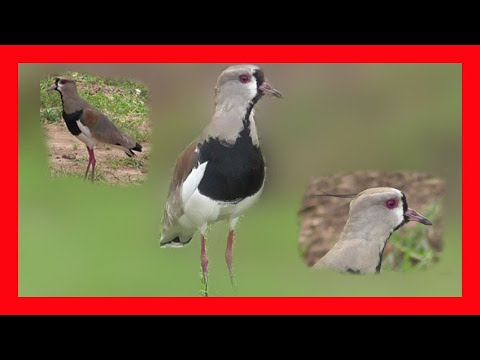 Tero Bird