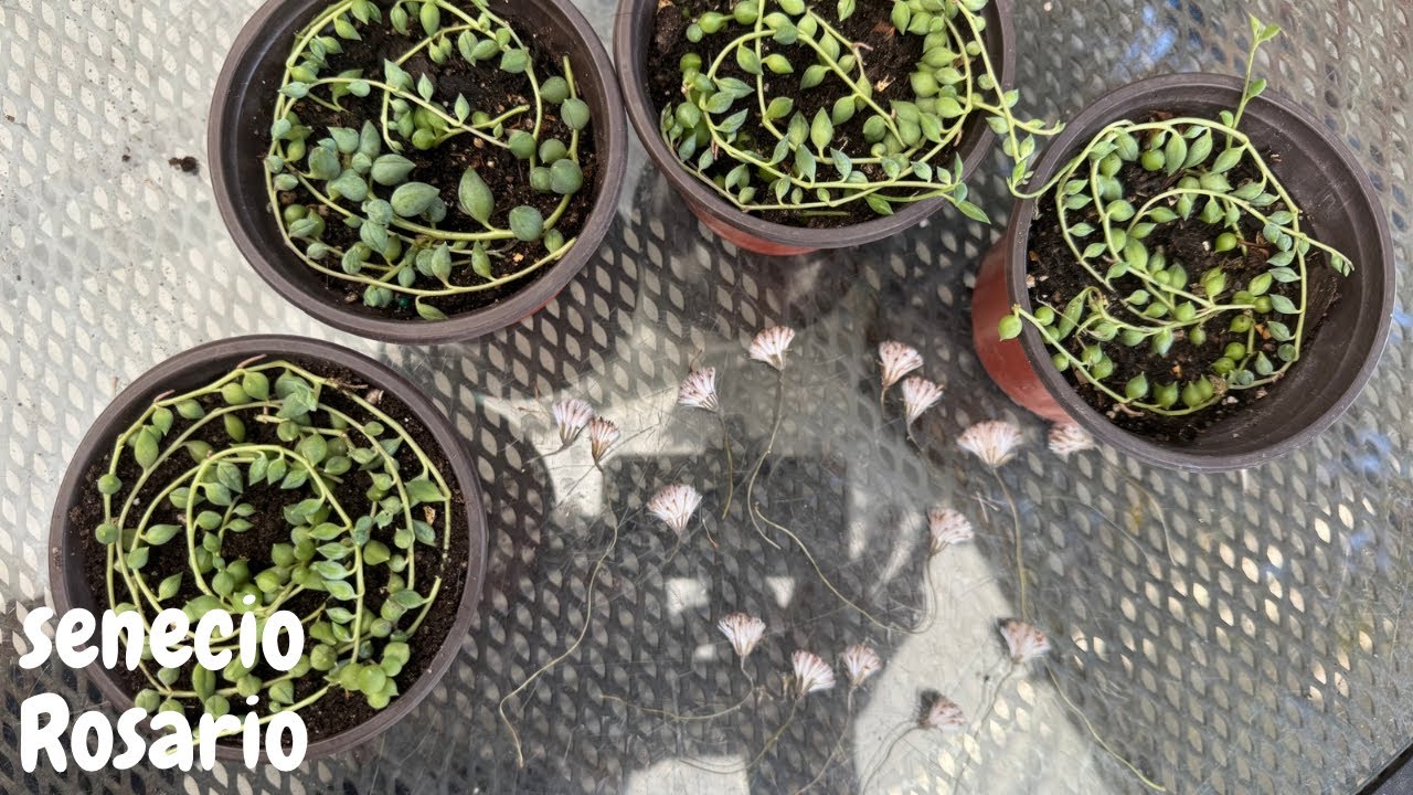 Senecio Rosario  🌱🌱