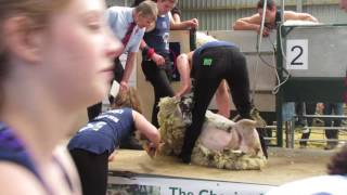 Scotsheep 2016 Inter district Shearing Final - WATCH IN HD (catch 'the end' on next video