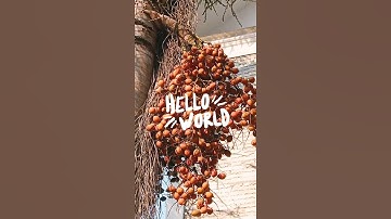 PALM TREE 🌴 SEEDS @ ANTONY TECH VIDEOS.