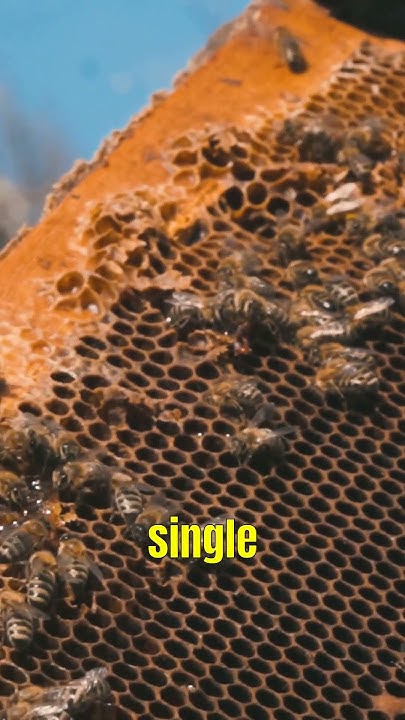 A single teaspoon of honey represents the life work of 12 bees #shorts ...